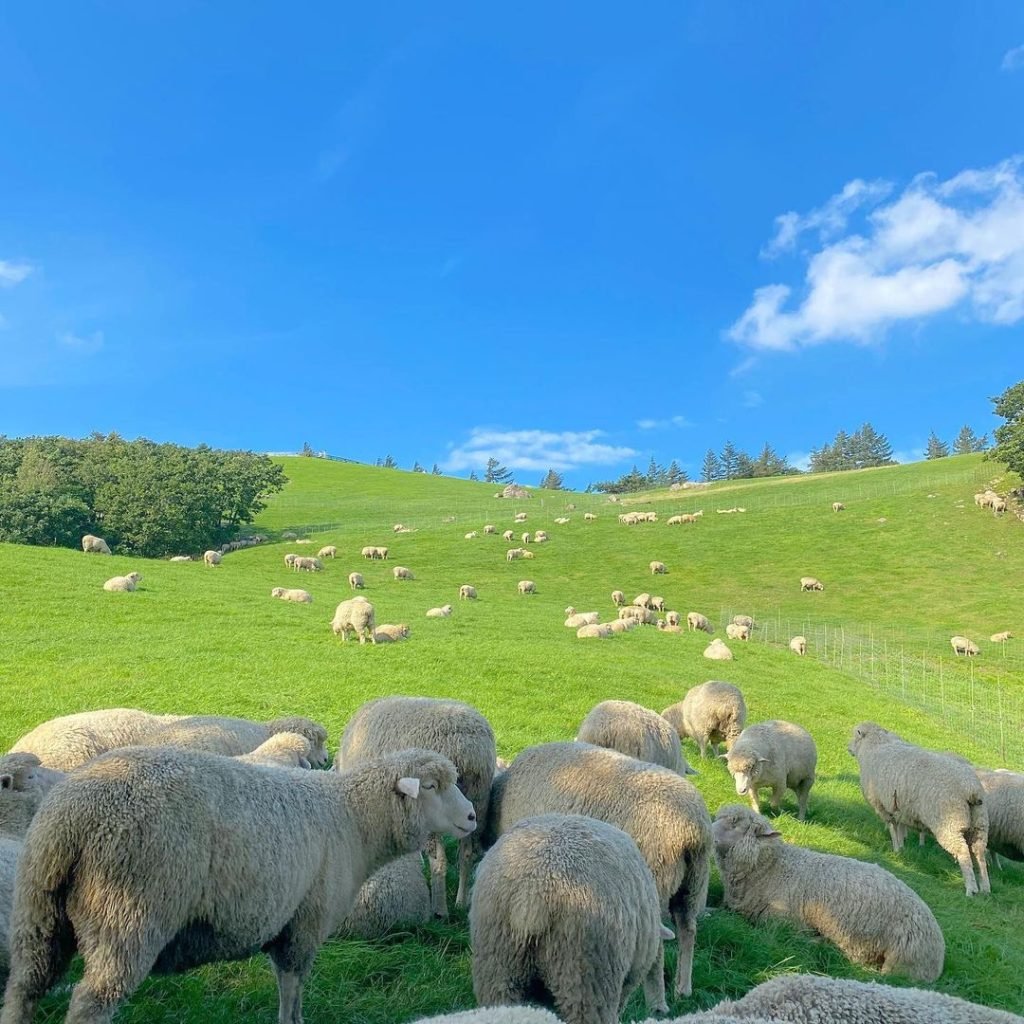 دراسة جدوى مزرعه اغنام