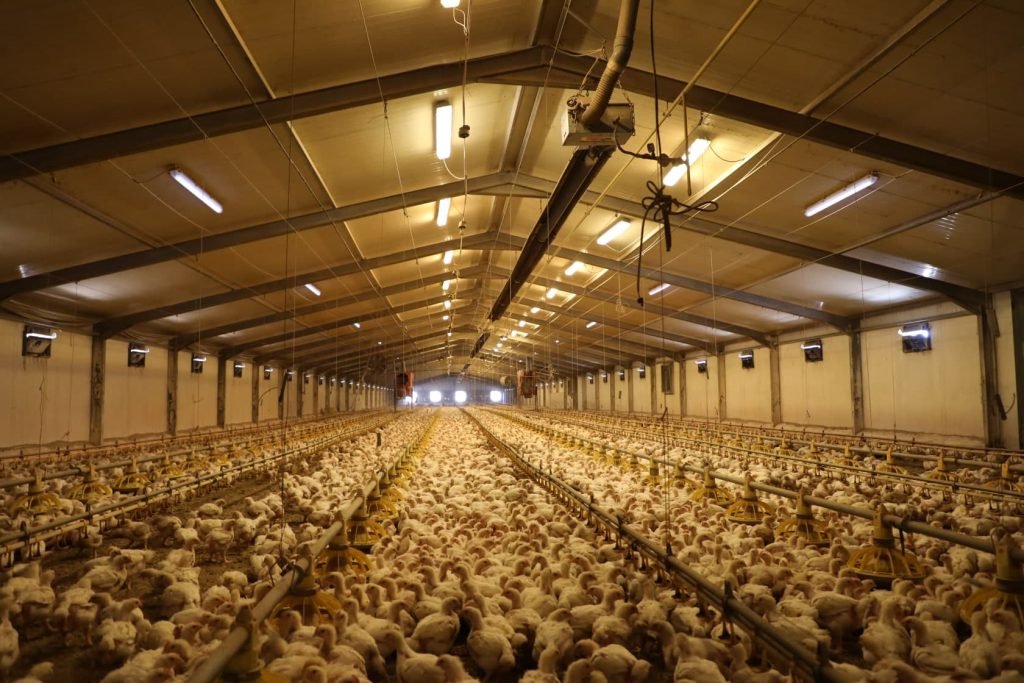 دراسة جدوى مزرعة الدواجن