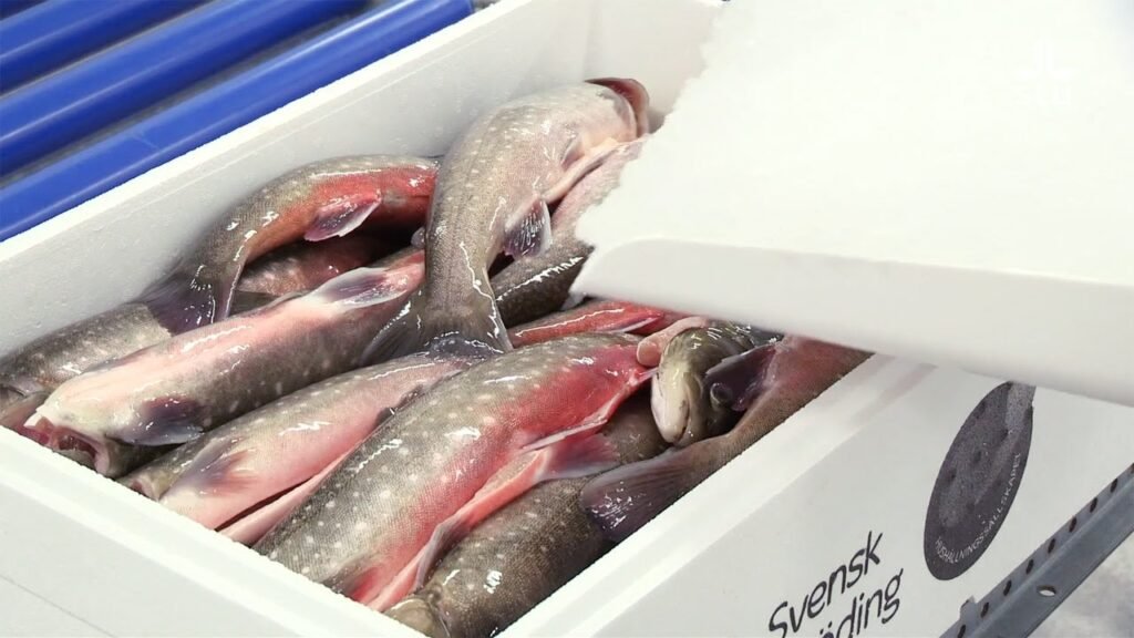 دراسة جدوى متجر بيع الأسماك الطازجة