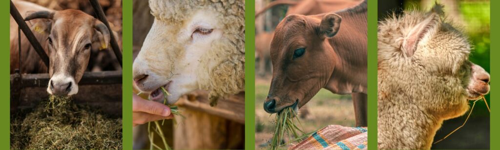 مصانع الأعلاف الحيوانية البديلة