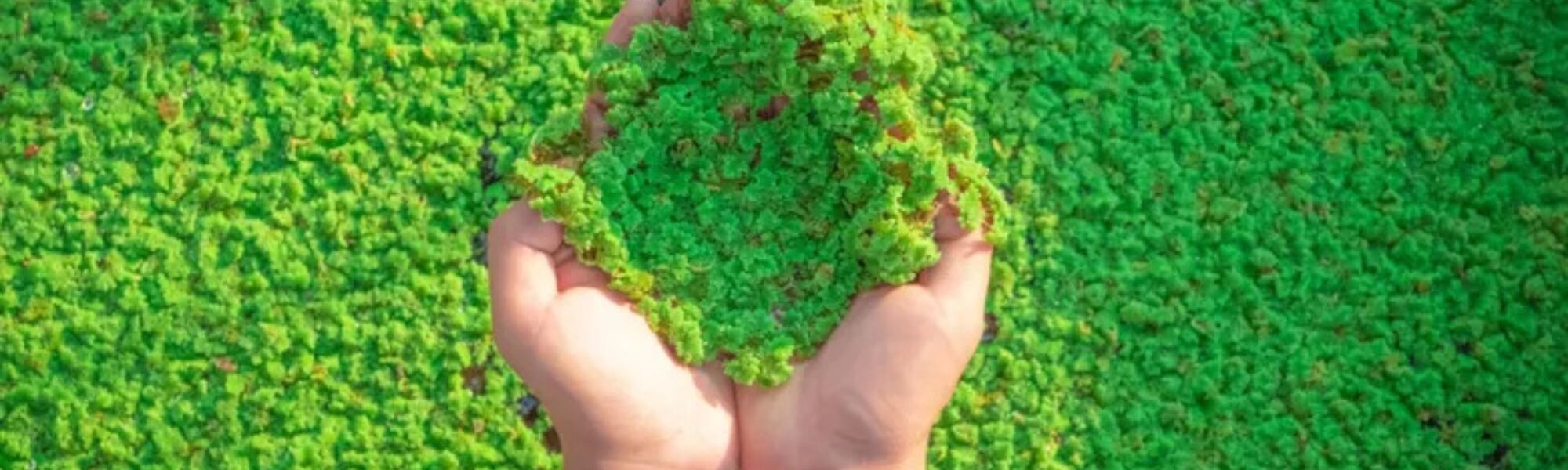 مصانع الأعلاف الحيوانية البديلة