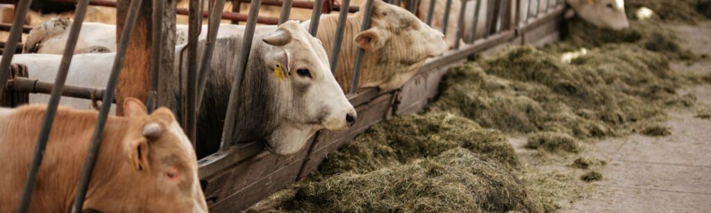 مصانع الأعلاف الحيوانية البديلة