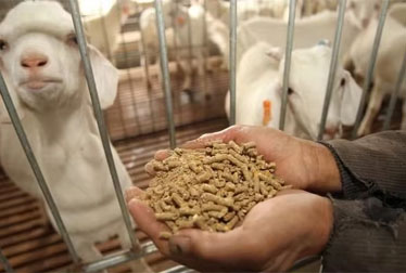 دراسة جدوى مصنع اعلاف