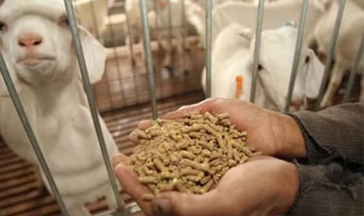 مصنع الأعلاف