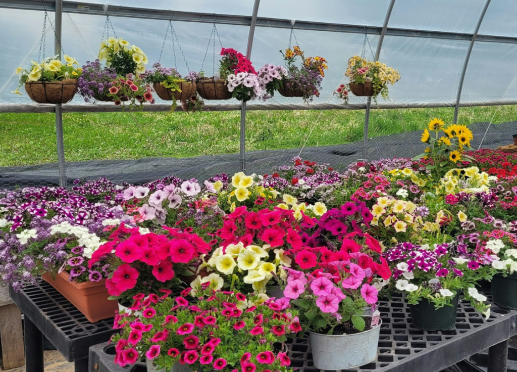 دراسة جدوى محل ورد