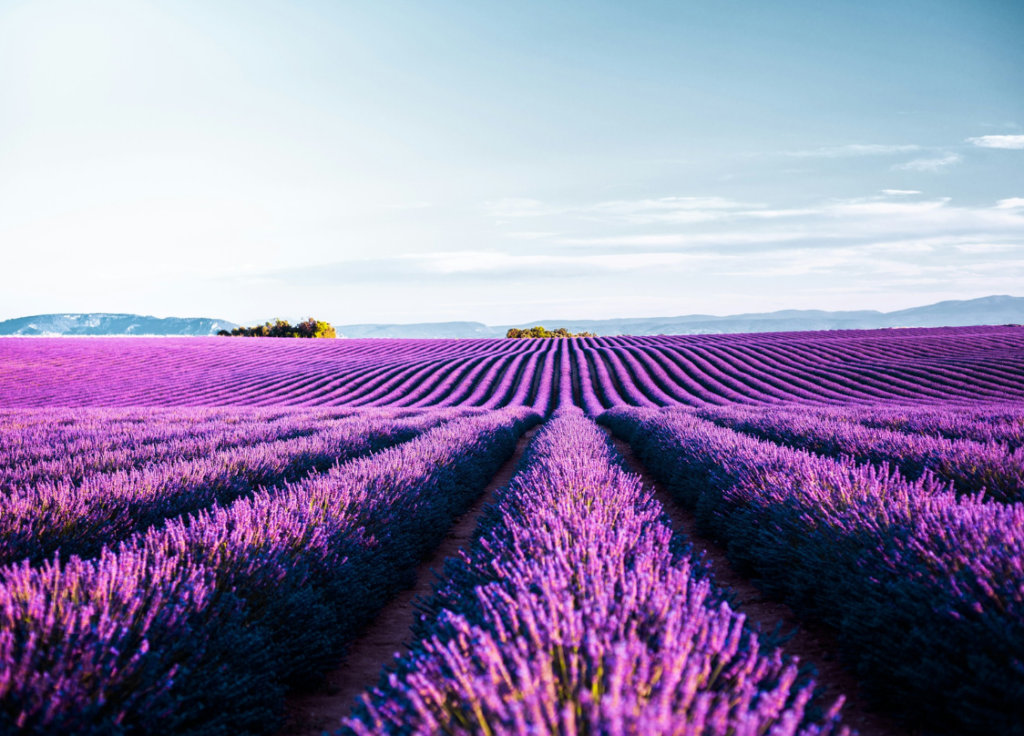 دراسة جدوى محل ورد